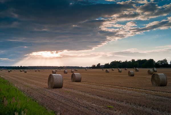 Ensilage